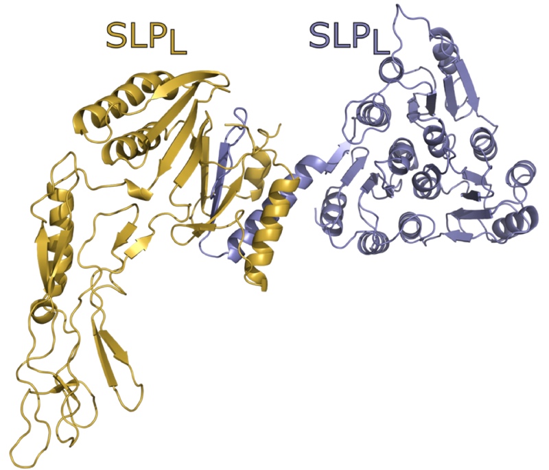 Structure and assembly of the S-layer in C. difficile