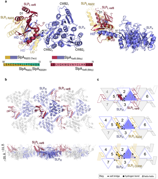 An intact S-layer is advantageous to Clostridioides difficile within the host